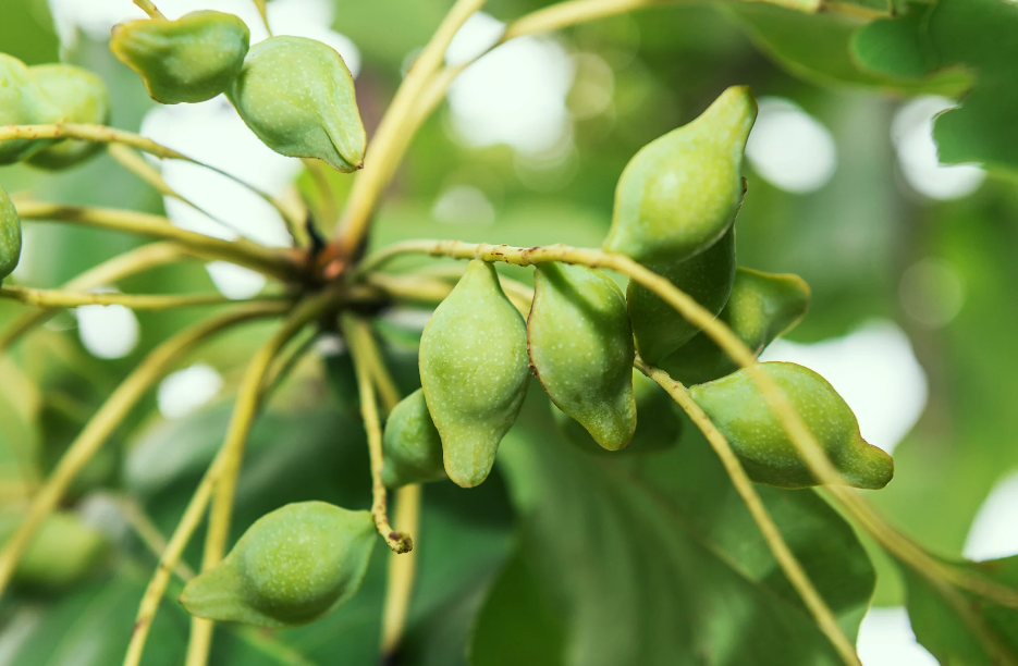 נר סויה Maine Beach KAKADU PLUM