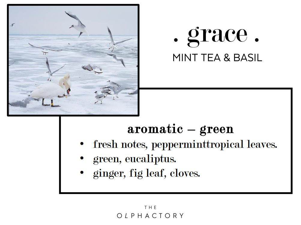 בושם לבית THE OLPHACTORY .Grace. 500ml