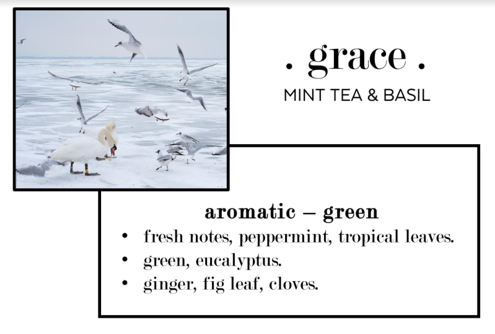 נר סויה THE OLPHACTORY .GRACE.