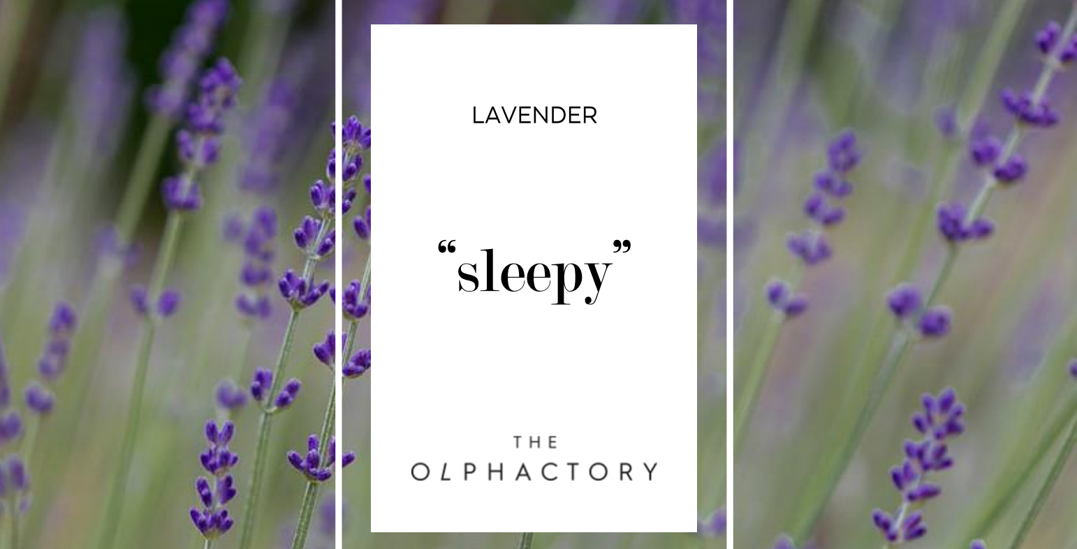 מבשם בדים THE OLPHACTORY "SLEEPY" 500מיל