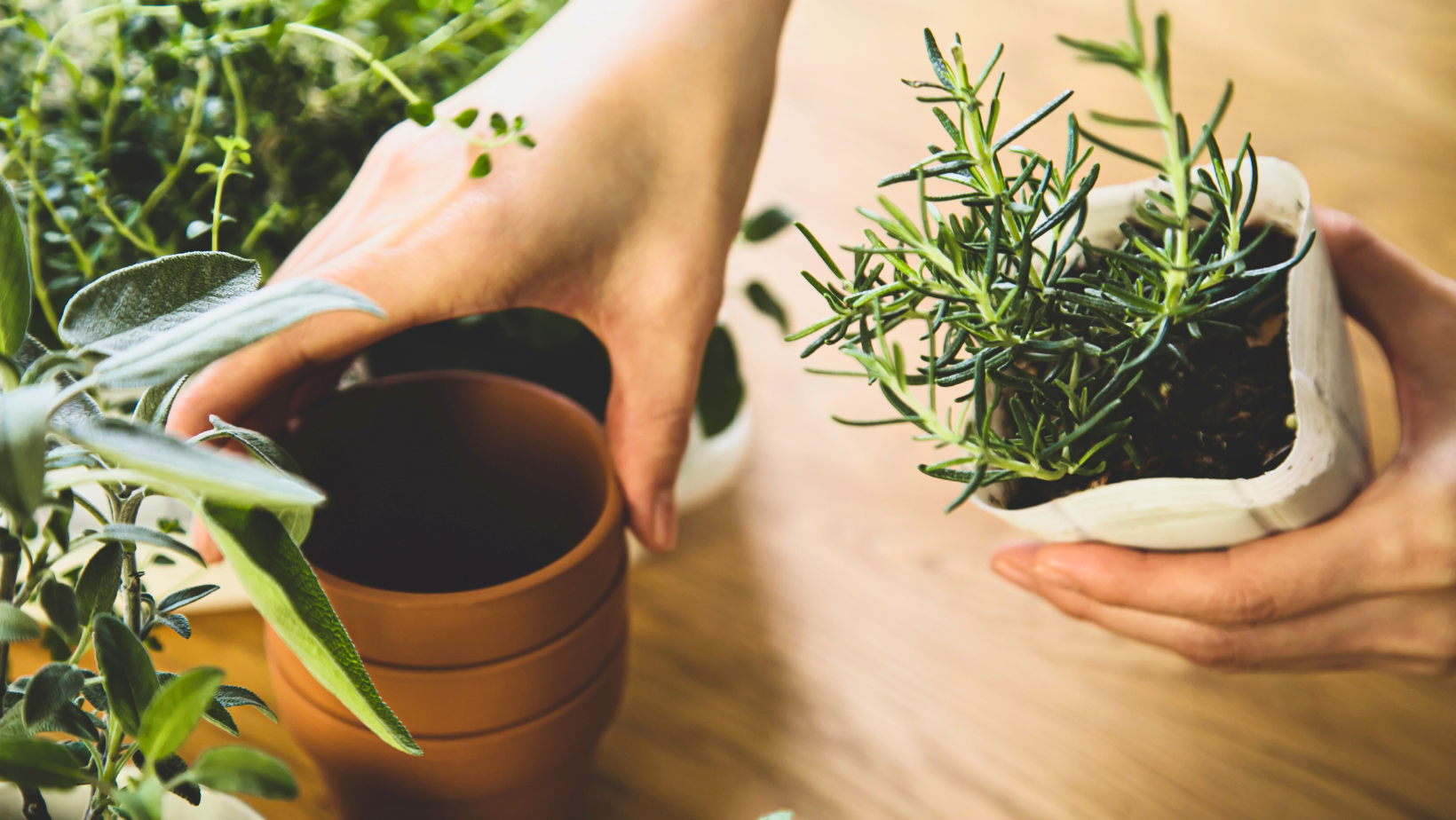 טיפוח אדנית צמחי תבלין בבית: דרך נהדרת לשיפור מצב הרוח, לבריאות ולנשמה
