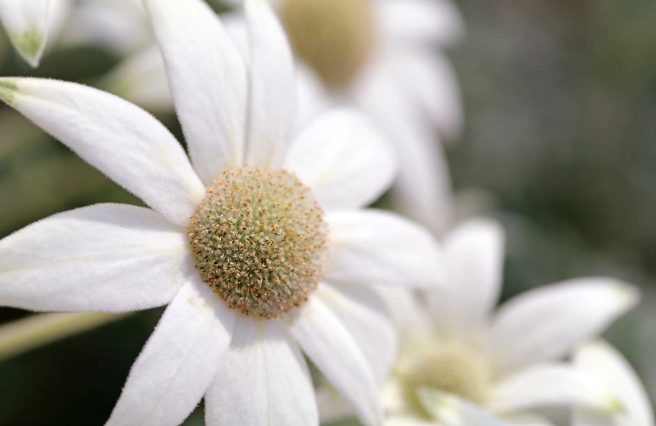 Maine Beach Flannel Flower מבשם גוף וחדרים