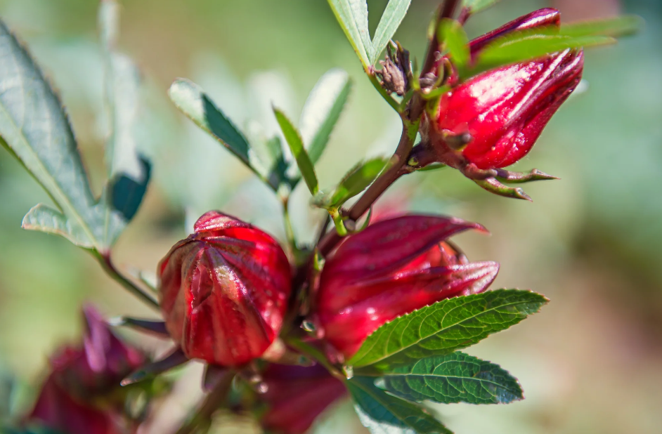 מבשם גוף וחדרים Maine Beach KAKADU PLUM